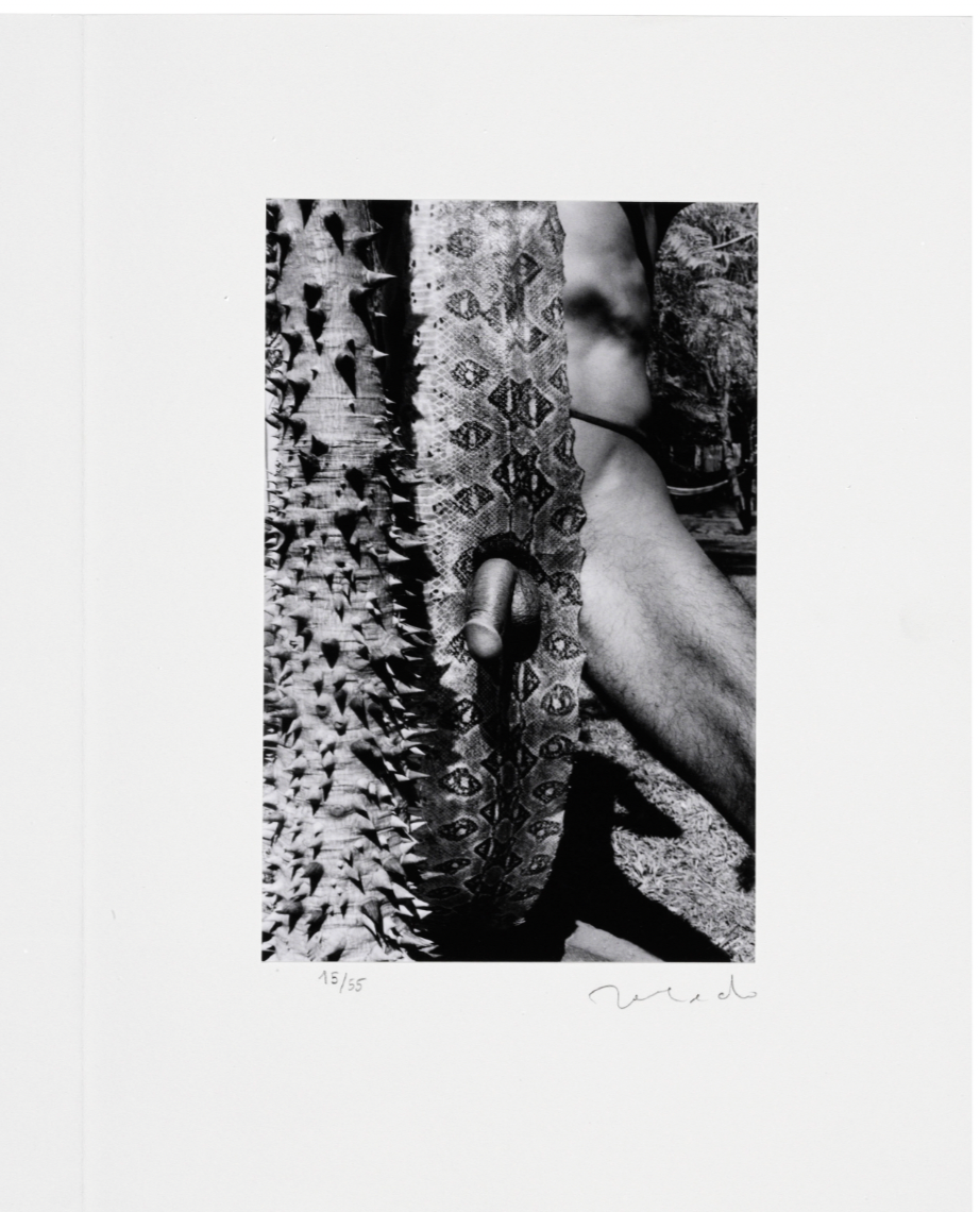 Toledo, Francisco; "Mues Immobiles" Fotografías