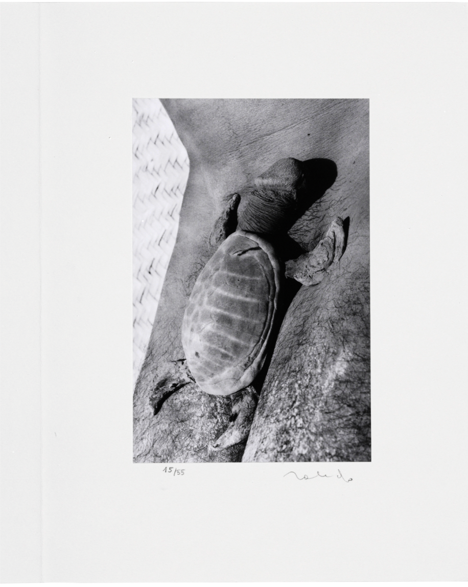 Toledo, Francisco; "Mues Immobiles" Fotografías