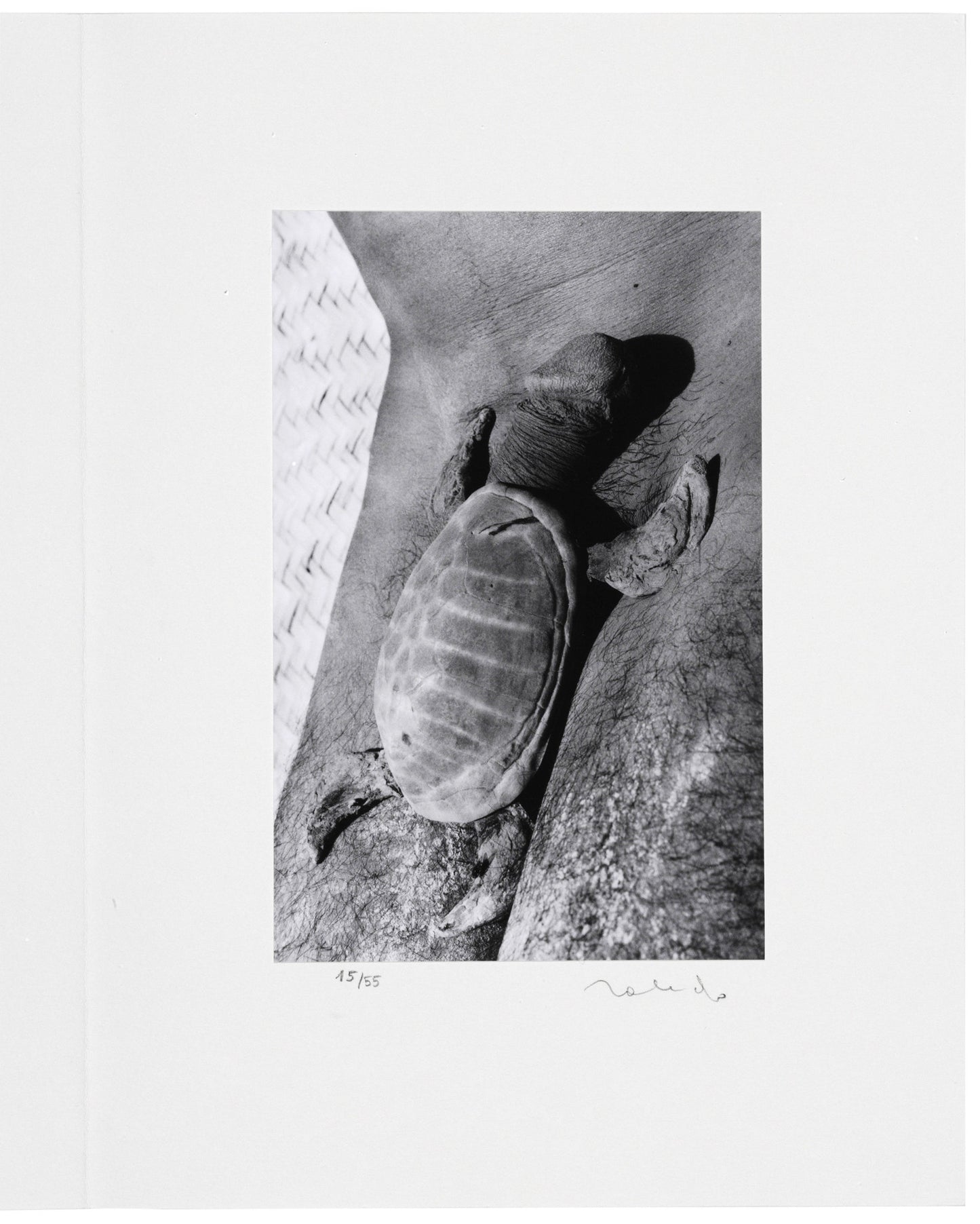 Toledo, Francisco; "Mues Immobiles" Fotografías